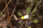 Greenland stitchwort